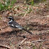 "African Pied Wagtail" Blyde River Canyon, South Africa